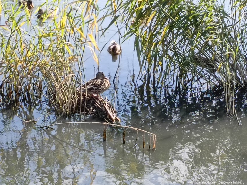 И снова немного Магистра Йоды на природе