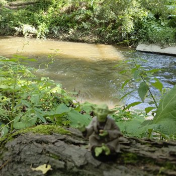 И снова немного Магистра Йоды на природе