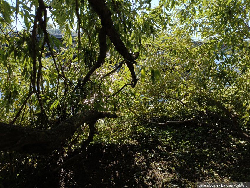 Двое на Симурге, не считая Дракоши