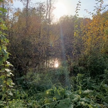 Ягуар, река, полная луна