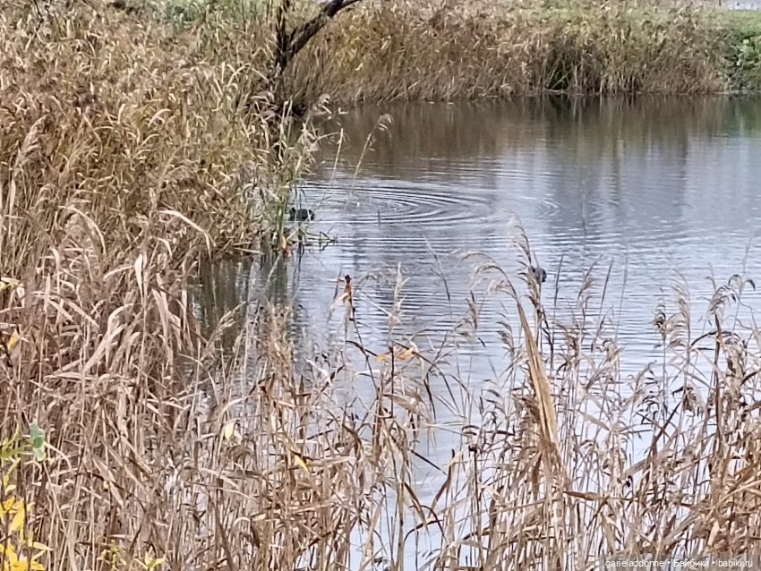 Падение Предвестника часть 4