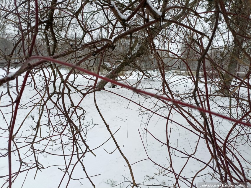 Терновое вино часть 8 — Зарисовки из кукольной жизни: фотоистории