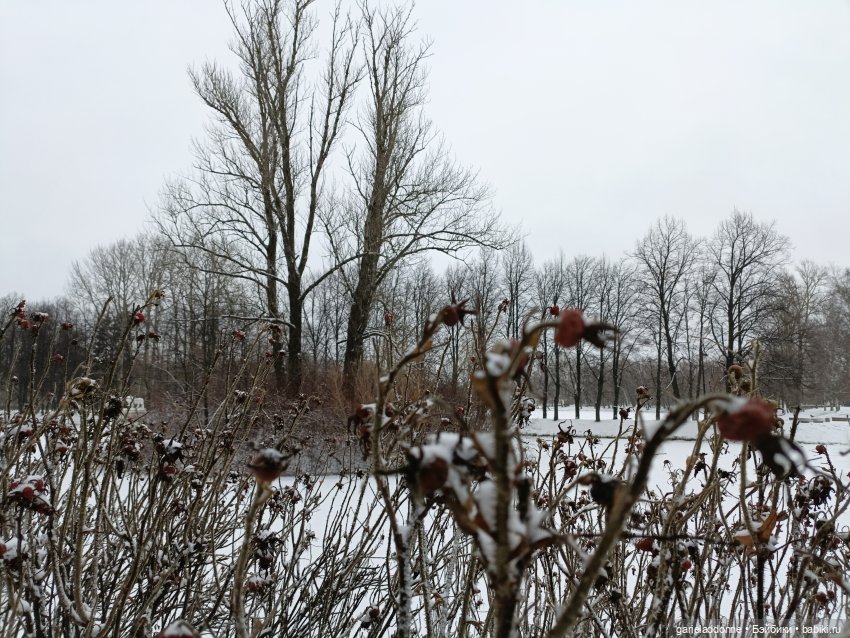 Терновое вино часть 8 — Зарисовки из кукольной жизни: фотоистории