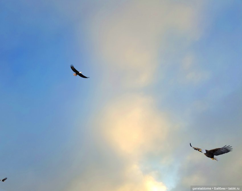 Дом Ласточек вторая часть (фото 2)