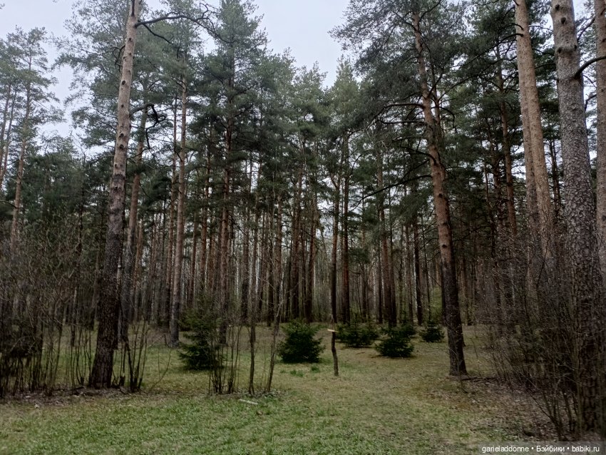 Конная прогулка по Сосновке