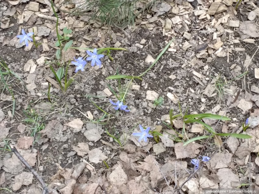 Конная прогулка по Сосновке