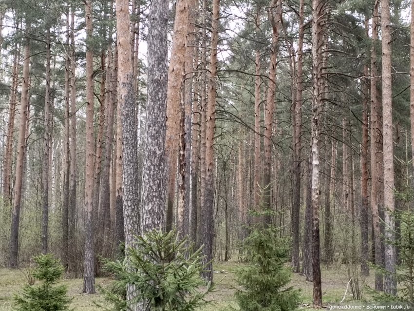 Конная прогулка по Сосновке