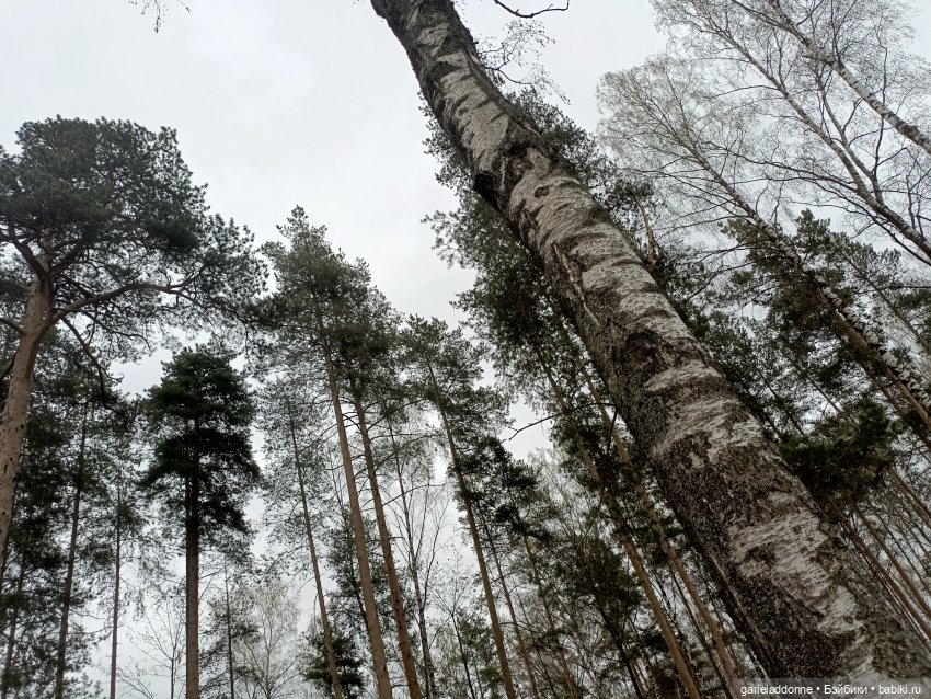 Конная прогулка по Сосновке (фото 10)