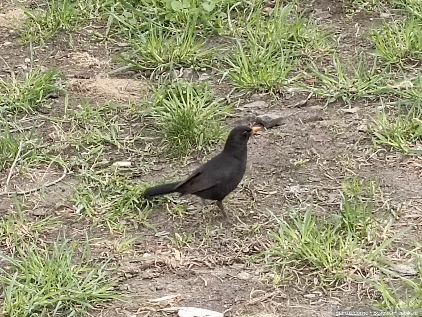 Конная прогулка по Сосновке