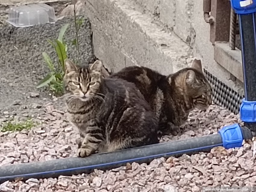 Конная прогулка по Сосновке (фото 4)