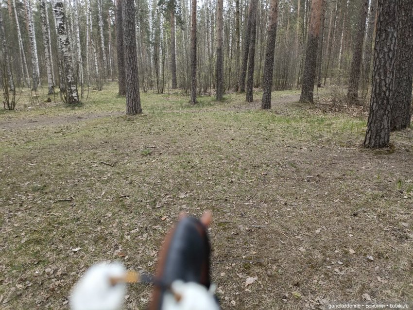 Конная прогулка по Сосновке