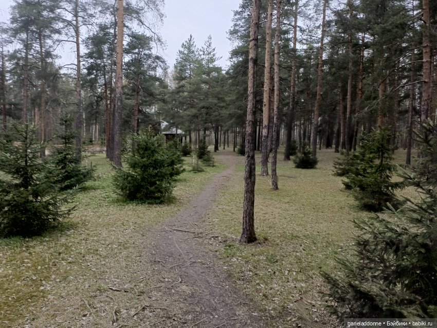 Конная прогулка по Сосновке