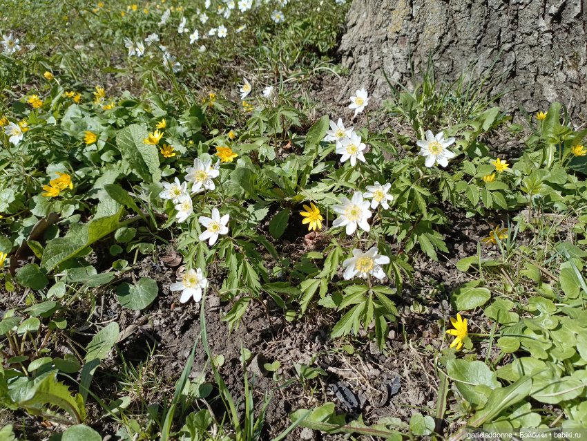 Форпост 2 Отблески Пангеи часть 4 Хатор (фото 10)