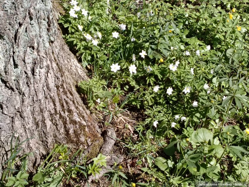 Форпост 2 Отблески Пангеи часть 4 Хатор (фото 7)