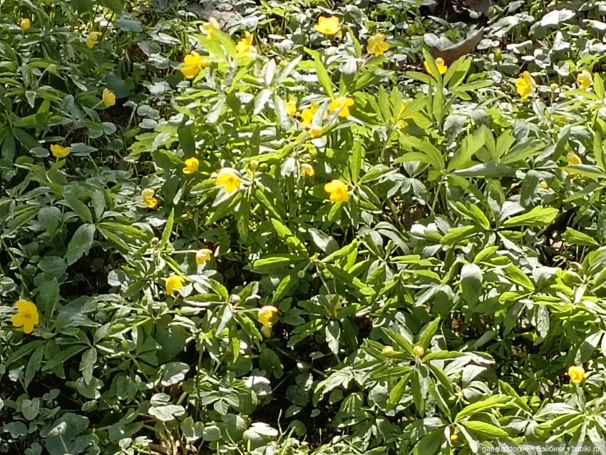 Форпост 2 Отблески Пангеи часть 4 Хатор