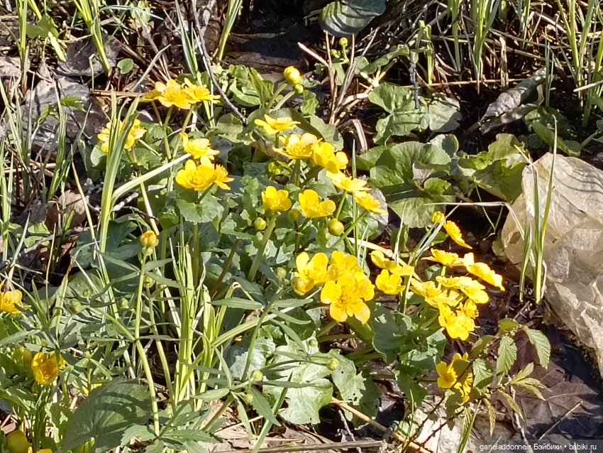 Форпост 2 Отблески Пангеи часть 4 Хатор