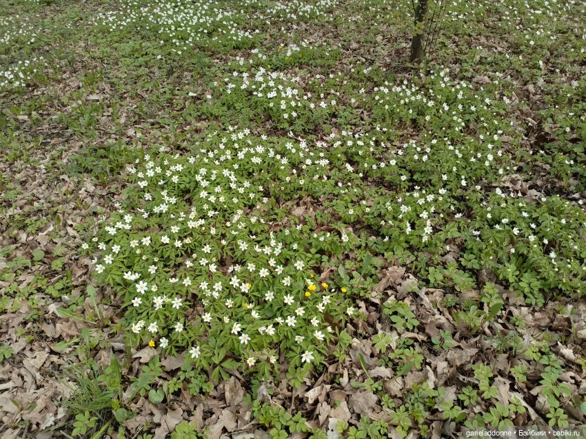 Форпост 2 Отблески Пангеи. Часть 7 Катарсис (фото 2)