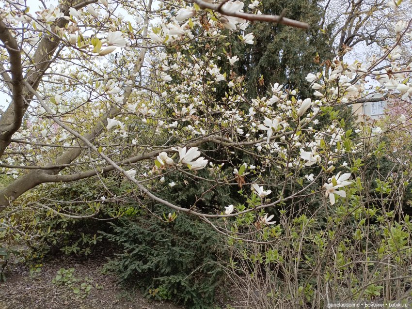 Сад часть 1 — Туризм и путешествия: фотоотчеты из поездок