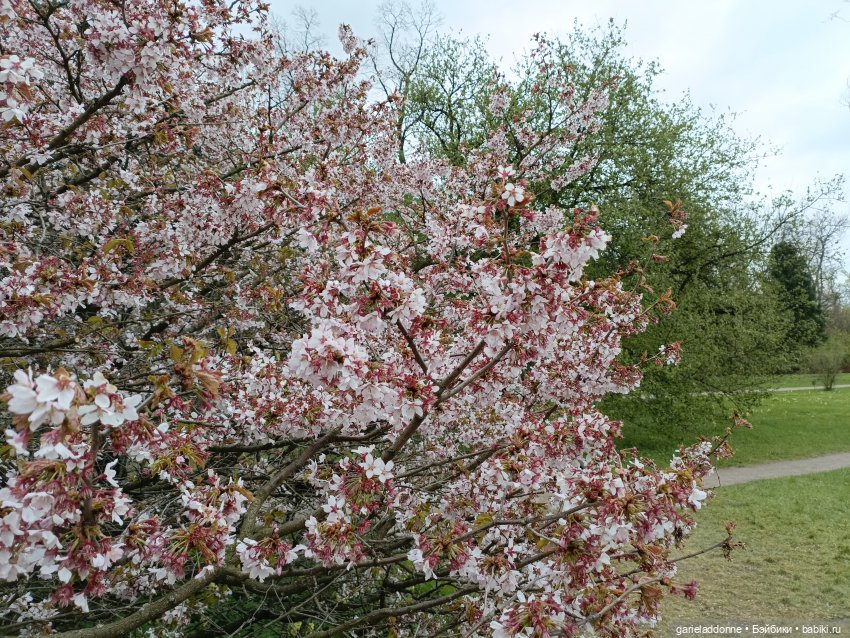 Сад часть 1 — Туризм и путешествия: фотоотчеты из поездок