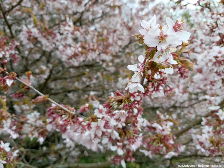 Сад часть 1 — Туризм и путешествия: фотоотчеты из поездок