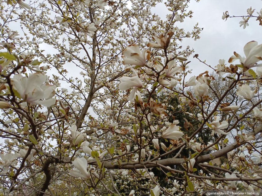 Сад часть 1 — Туризм и путешествия: фотоотчеты из поездок