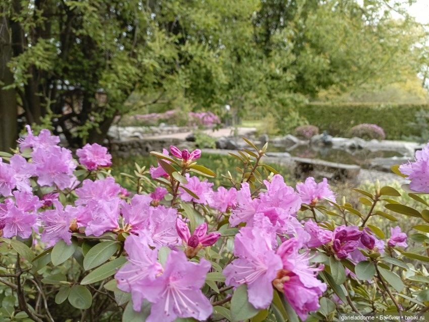 Сад часть 2 — Туризм и путешествия: фотоотчеты из поездок (фото 3)