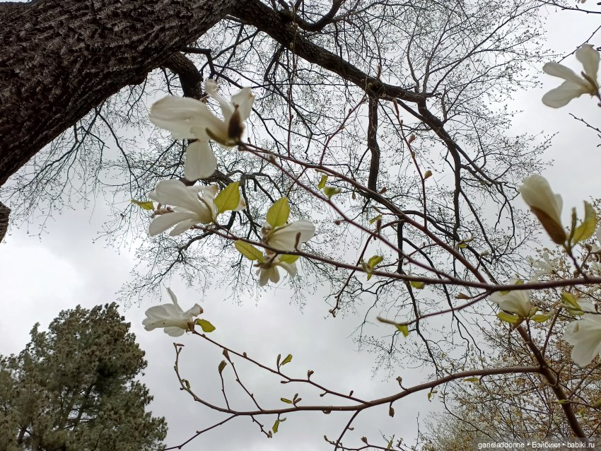 Сад часть 1 — Туризм и путешествия: фотоотчеты из поездок