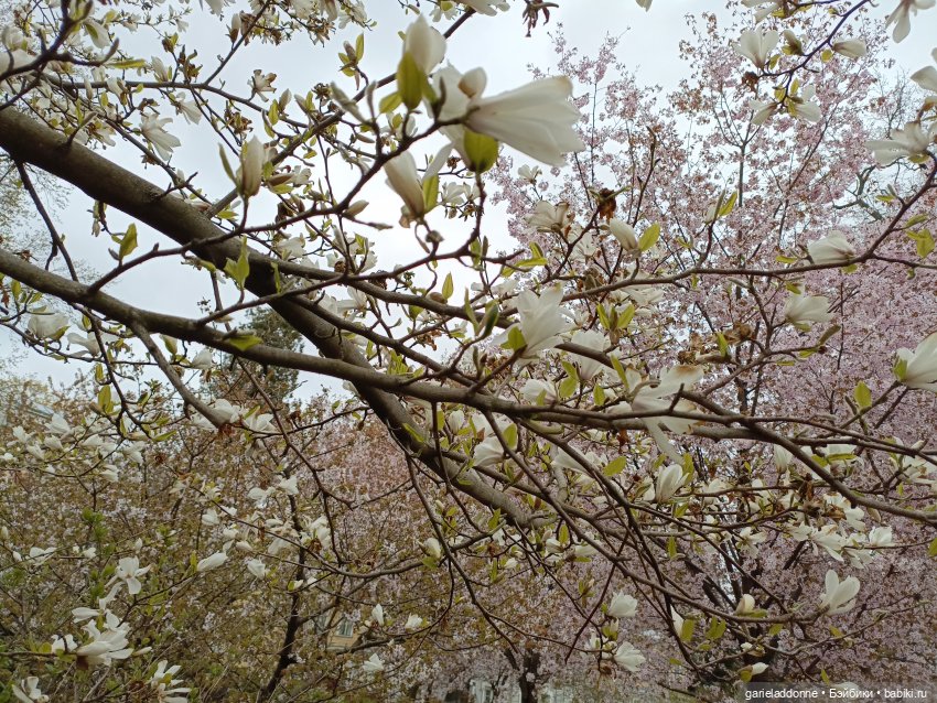 Сад часть 2 — Туризм и путешествия: фотоотчеты из поездок (фото 10)