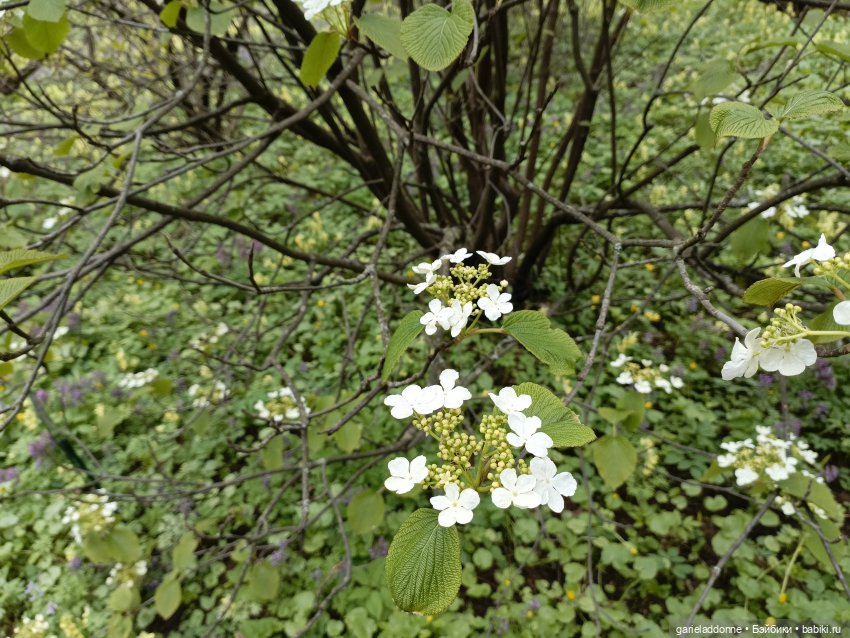 Сад часть 1 — Туризм и путешествия: фотоотчеты из поездок (фото 9)