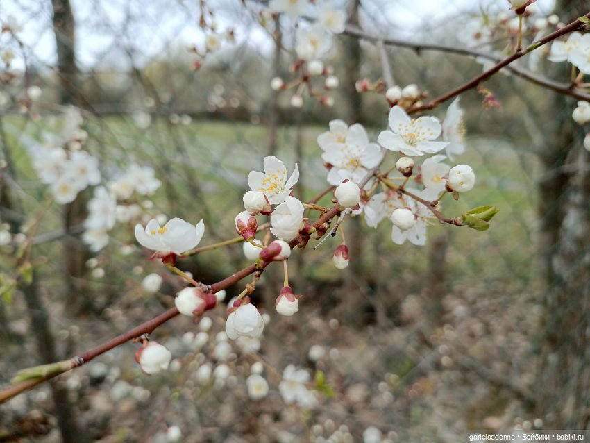 Сад часть 2 — Туризм и путешествия: фотоотчеты из поездок