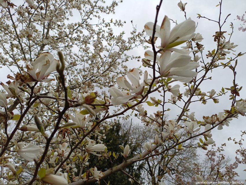 Сад часть 1 — Туризм и путешествия: фотоотчеты из поездок