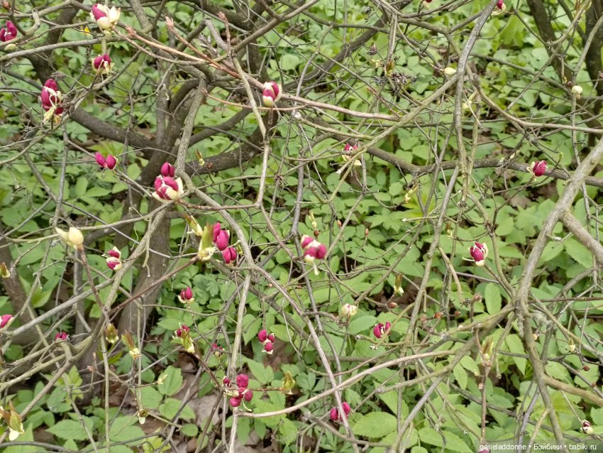 Сад часть 1 — Туризм и путешествия: фотоотчеты из поездок (фото 7)