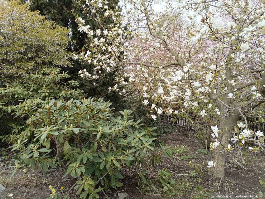 Сад часть 2 — Туризм и путешествия: фотоотчеты из поездок (фото 8)