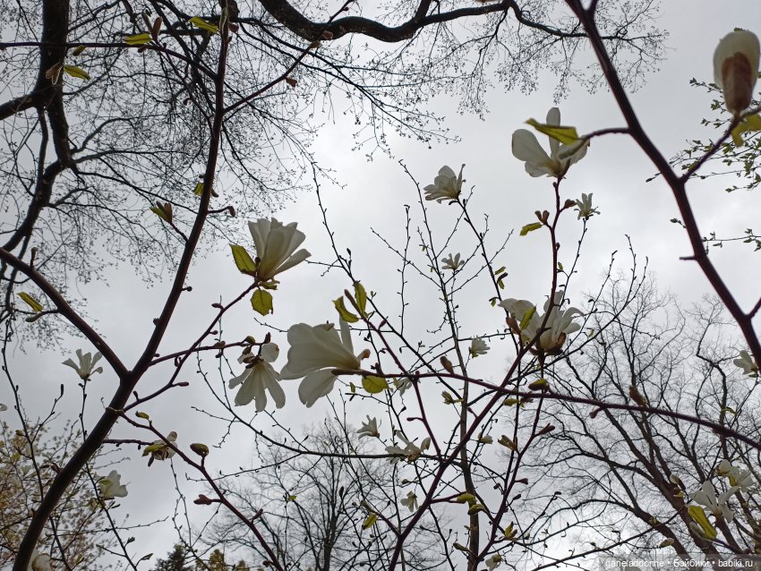 Сад часть 1 — Туризм и путешествия: фотоотчеты из поездок