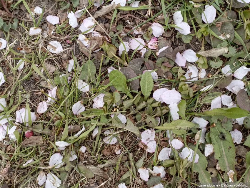 Сад часть 2 — Туризм и путешествия: фотоотчеты из поездок