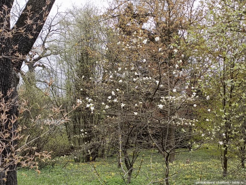 Сад часть 1 — Туризм и путешествия: фотоотчеты из поездок