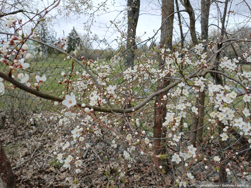 Сад часть 2 — Туризм и путешествия: фотоотчеты из поездок