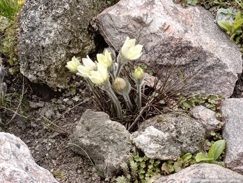 Сад часть 1 — Туризм и путешествия: фотоотчеты из поездок