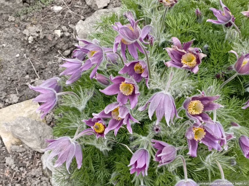 Сад часть 1 — Туризм и путешествия: фотоотчеты из поездок