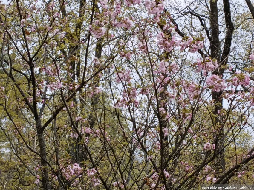 Сад часть 1 — Туризм и путешествия: фотоотчеты из поездок