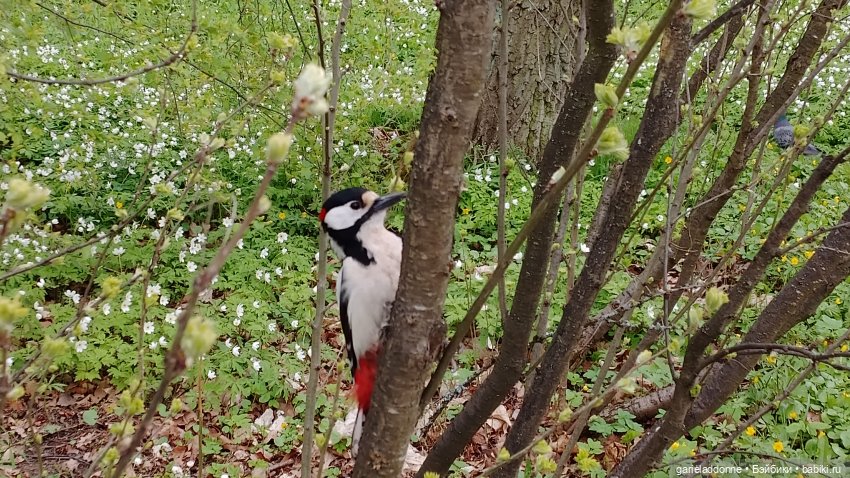Нежданные гости — Туризм и путешествия: фотоотчеты из поездок