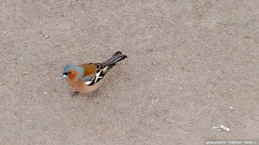 Нежданные гости — Туризм и путешествия: фотоотчеты из поездок (фото 10)