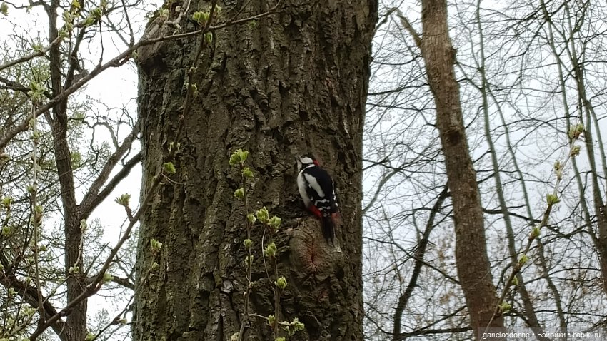 Нежданные гости — Туризм и путешествия: фотоотчеты из поездок