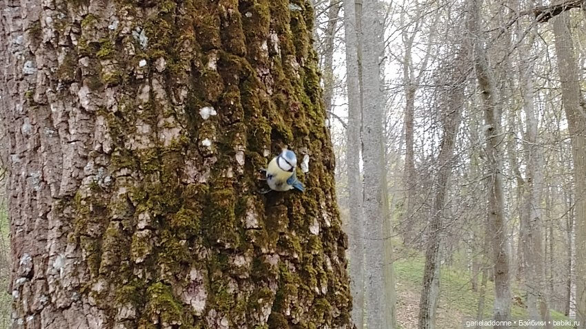 Нежданные гости — Туризм и путешествия: фотоотчеты из поездок (фото 9)