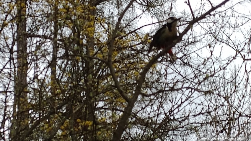 Нежданные гости — Туризм и путешествия: фотоотчеты из поездок (фото 7)