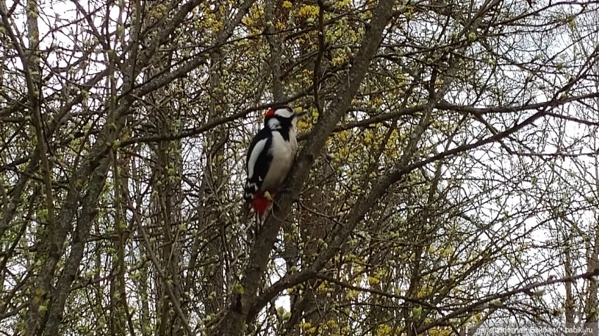 Нежданные гости — Туризм и путешествия: фотоотчеты из поездок (фото 8)