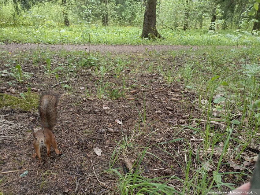 Нежданные гости — Туризм и путешествия: фотоотчеты из поездок (фото 3)