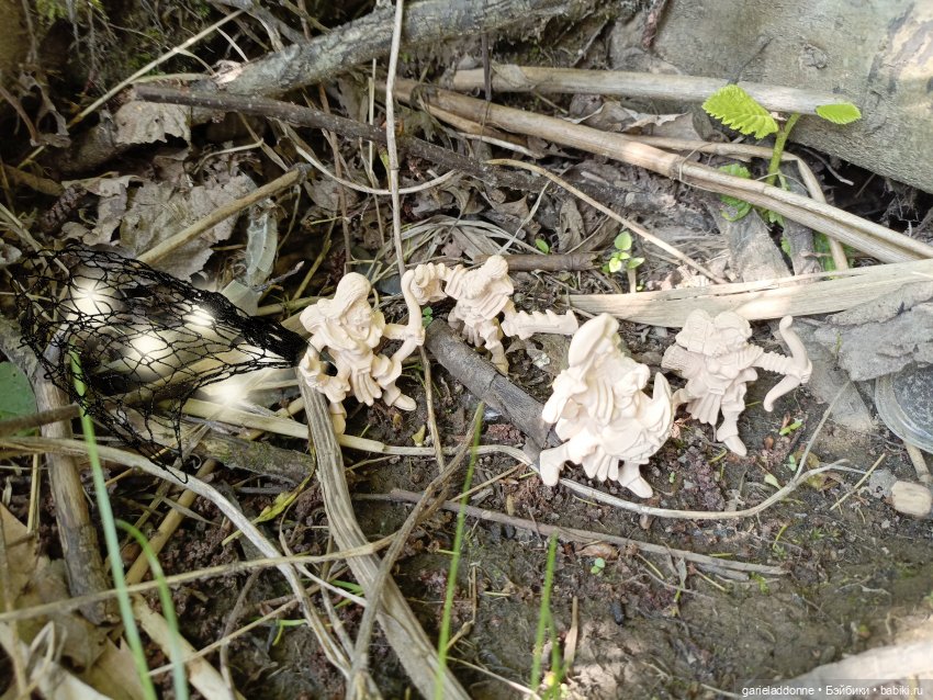 Летопись Октопуса 5 — Туризм и путешествия: фотоотчеты из поездок