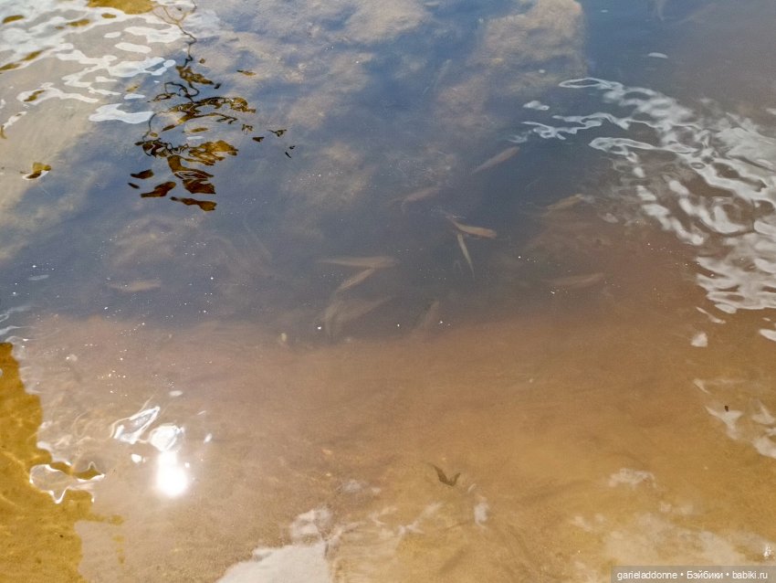 Летопись Октопуса часть 8