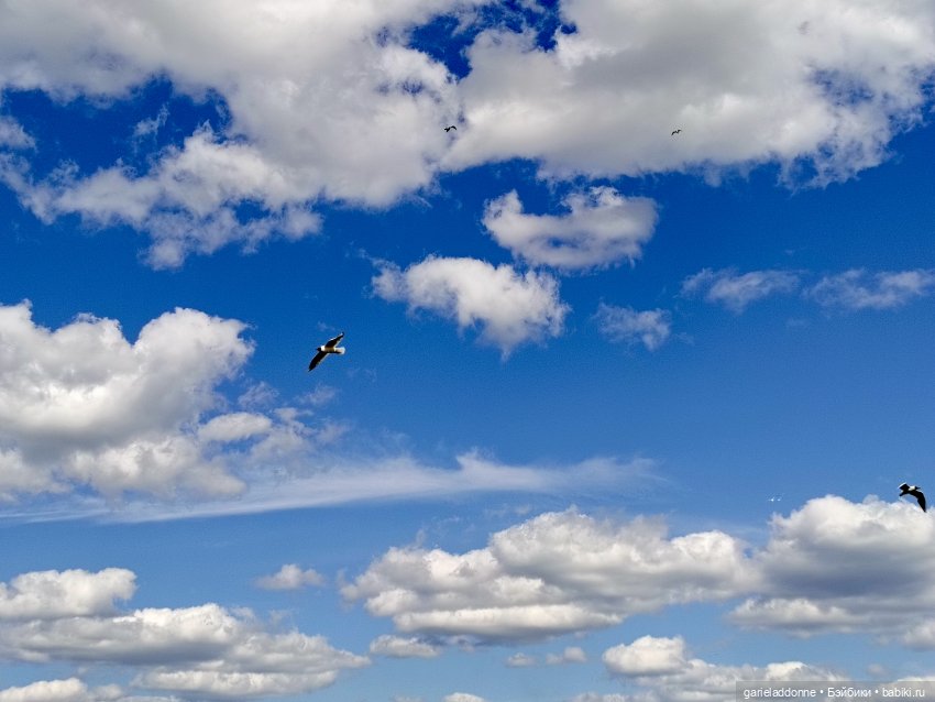 Летопись Октопуса часть 9